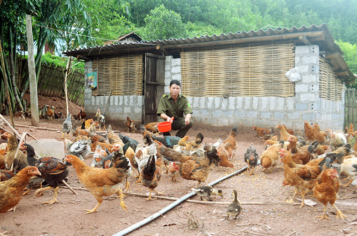 Khởi nghiệp nuôi gà thả vườn