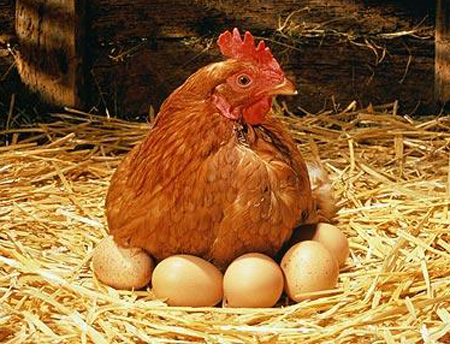 Khẩu phần ăn cho gà đẻ trứng