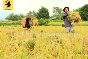 Quy trình sản xuất lúa sạch- Nâng cao thu nhập